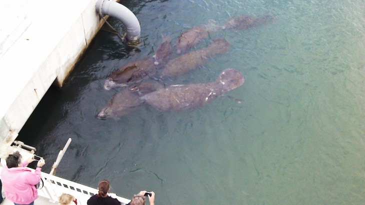 Manatees enjoying warm water