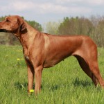 11737Rhodesian_ridgeback_dog