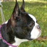 boston terrier