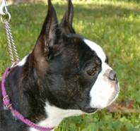 boston terrier