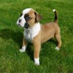 boxer puppy