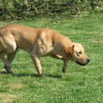 yellow-labrador