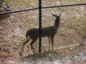 Okeeheelee Nature Center deer exhibit