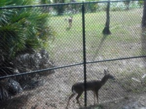 Okeeheelee Nature Trail Deer encounter