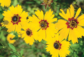 coreopsis flower