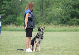 dog training