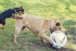 dogs with ball