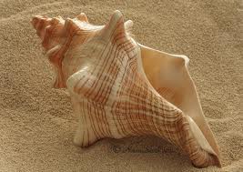 fl conch shell