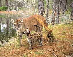 fla panther and baby