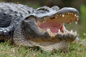 florida state reptile alligator