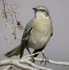 florida mockingbird