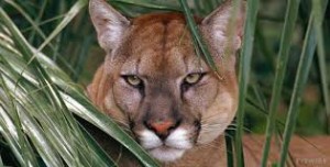 florida panther