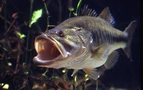 largemouth bass