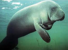 manatee