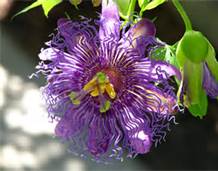 passion flower