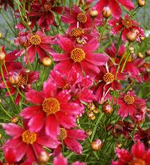 red coreopsis