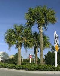 sabal palm tree