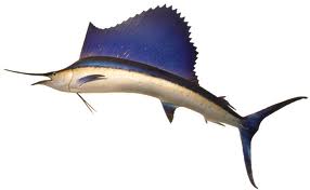 sailfish image