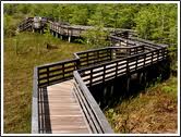 boardwalk grassy waters