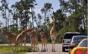 giraffes at lion country safari