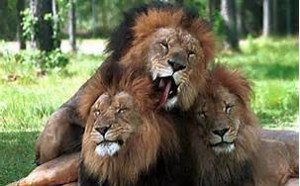 lions