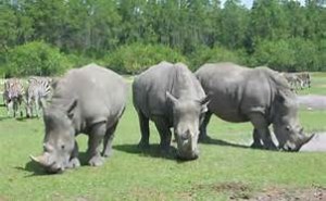 rhinos