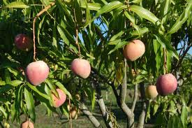 mango tree