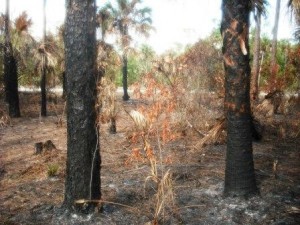 Okeeheelee Nature Center 11