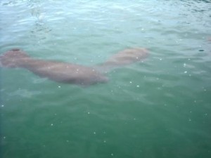 Manatee Lagoon