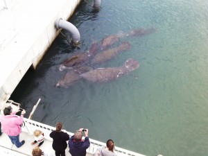 Manatees enjoying warm water