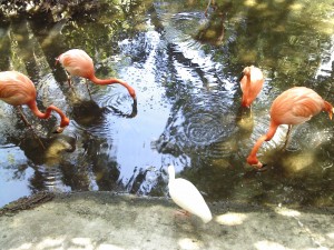 Flamingos PB Zoo