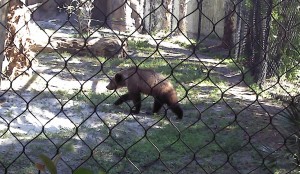 Grizzly Bear Cub PB Zoo