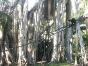 Monkeys Palm Beach Zoo