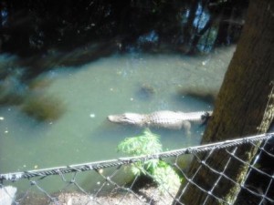 Palm Beach Zoo Alligator