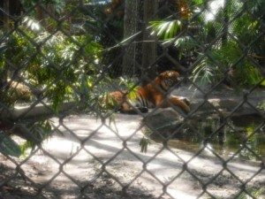 Palm Beach Zoo Tiger