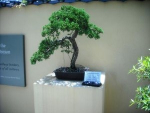 Morikami Museum 2016 Bonsai