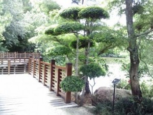 Morikami Tree Design