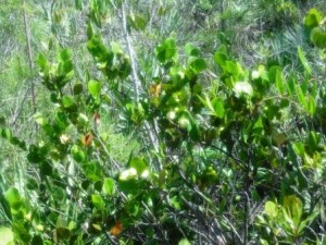 Grassy Waters July 2016 CocoPlums