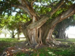 Phipps Park WPB huge shade tree