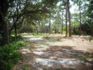 Saw Palmetto Hiking Trail Frenchman Forest