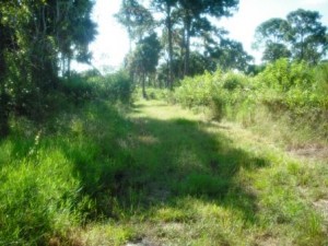 winding-waters-wpb-hiking-grassy-trail