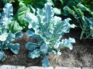mounts-botanical-garden-broccoli-dec-2016