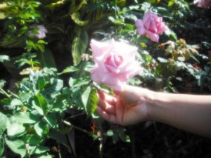 mounts-botanical-garden-pink-rose-dec-2016