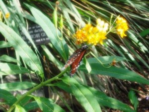 mounts-botanical-garden-yellow-flower-dec-2016