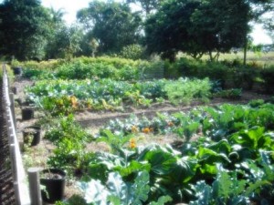 mounts-botanical-vegetable-garden-dec-2016