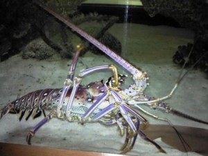 Lobster South Florida Science Museum and Aquarium