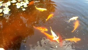 Mounts Koi Pond